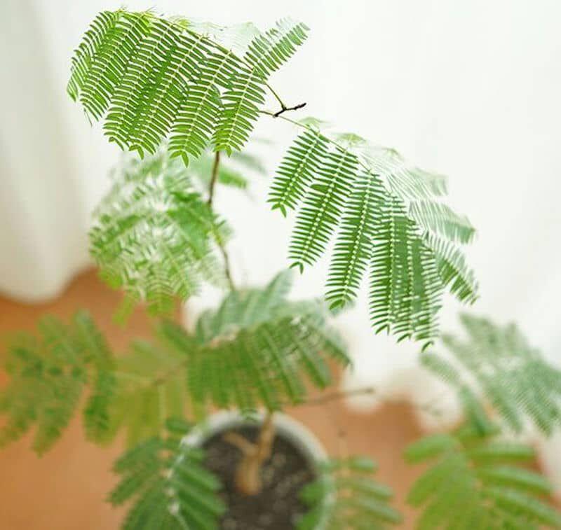 少ない日当たりで育つ室内で育てやすい大型観葉植物エバーフレッシュ